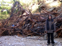 Η Λίνα, ο ξεριζωμένος Πεύκος γίγαντας και τα κομμένα λάστιχα στην κατεστραμμένη  Χάλαρη