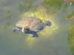 Χελωνάκι των ποταμών της Ικαρίας. Είναι τόσο φιλικά αυτά τα χελωνάκια και έχουν τόση πλάκα που μοιάζουν με πέτρες και ξαφνικά βγάζουν πόδια και κεφάλι και περπατάνε και βουτάνε στο νερό!