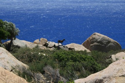 Unattended goats in Ikaria